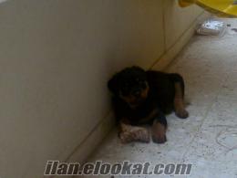 saf boxer 15 aylık Saf Dişi Macar Rottweiler 1.5 aylık (Anlayanlar Resime Bakması Yeterli)