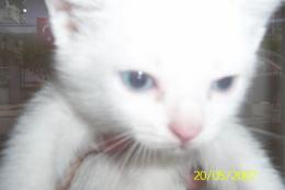 1,5 aylık yavru van kedisi (izmir)