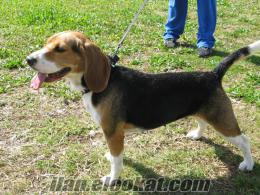 Sahibinden Beagle İzmir