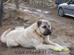 hakiki kangal