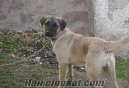 Ankara'da sahibinden satılık 5 aylık yavru Kangal Köpeği
