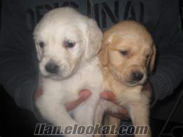 Yılbasına Özel Gulen yuz Golden Retriever Yavruları