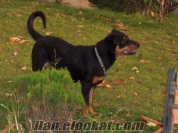 satılık ORJİNAL AMERİKAN rottweiler