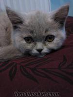 Safkan British Shorthair Kedimi Sahiplendirmek İstiyorum