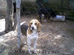 kırklarelide sahibinden satılık beagle