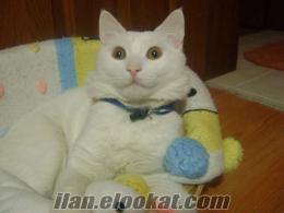 Konya'da acil yuva arayan dünyalar güzeli bir van kedisi var!