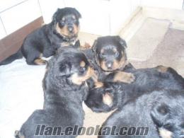 yavru king rottweiler irtibata geçin...