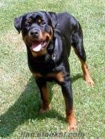 rottweiler 5 aylık safkan bakımlı