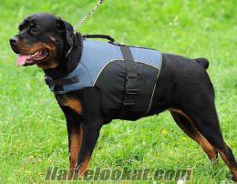 rottweiler ROTVAYDIR ROTWAYLIR ROTVEİLER ROTVEILER SAFKAN MACAR ARANIYOR