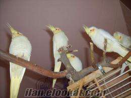 antalyada satılık sultan papağanı(lotina)