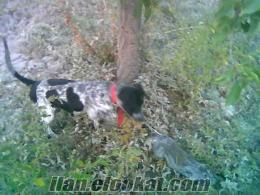 satılık ıin pointer kırması kuşcu köpek