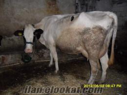 istanbul arnavutköy de satılık inek
