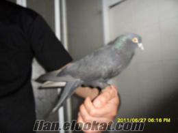 Yavru eğitmeye elverişli taklacı Arap güvercin