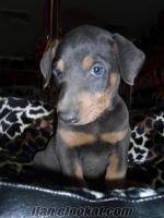 **EVCİLİM PET** MAVİ GÖZLÜ MAVİ DERİLİ MÜKEMMEL BLUE DOBERMAN YAVRUMUZ