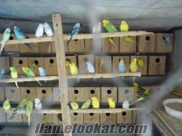 satılık salmada komple muhabbet kuşu izmir