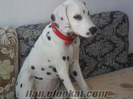 İzmirde sahibinden satılk 4 aylık dalmaçyalı dişi köpek