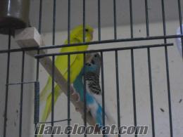 Özel yapım kafesli bakımlı muhabbet kuşları
