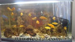 Satılık Sarı Prenses-Mavi Prenses-Yunus Balığı ve Sarı Prenses Yavruları