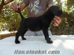 2 aylık CANE CORSO AŞILARI VE KARNESİ MEVCUT ANNESİ SFORZA BABASI ORKAN