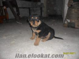 Düzcede rottweiler