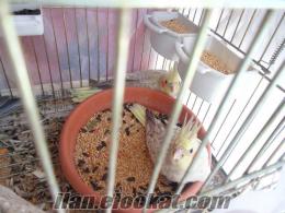 Ev Üretimi Sultan Yavruları ve Çift Muhabbet Kuşları
