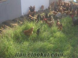 köy yumurtası gurk tavuk