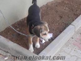 İstanbul ümraniyede sahibinden satılık sibirya kurdu av köpeği kırması