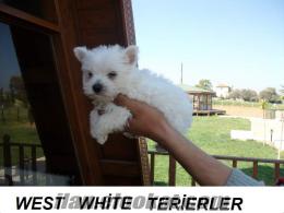 tentenin meşhur köpeği-*-*-dik kulak west white terierlerrrr-*-*-şok fiyataaaa