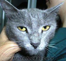 Russian Blue Anne ve Yavruları Yuva arıyor