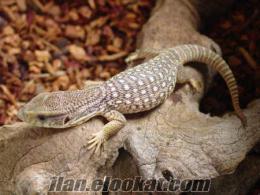 SAVANNAH MONITOR 30 CM.BOYUNDA