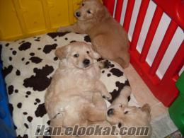 Bodrumda satılık yavru golden retriever