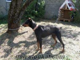 SATILIK DOBERMAN