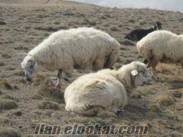 satılık koyun sürüsü damızlık + kesimlik 700 adet Trabzon