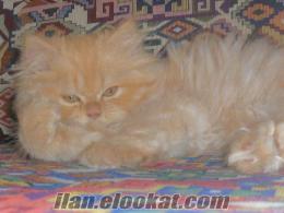 izmit ücretsiz kedi 2 aylık, erkek iran kedisi, karamel rengi, ela gözlü, tuvalet ve mama eğitim