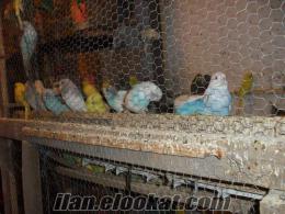 jumbo muhabbet izmir izmir torbalıda satılık muhabbet kuşları