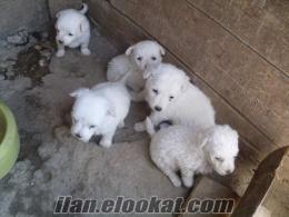 sahibinden satılık terrier yavruları