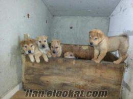 URETIM CİFTLİGİNDEN SHAR PEİ YAVRULARI ISTANBUL