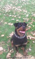 trakyada orjinal rottweiler yavruları