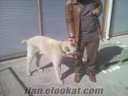 8 aylik safkan kangal