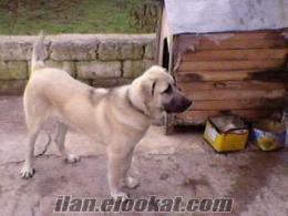 satılık ayıbogan kangal