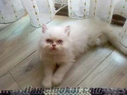 izmir satılık iran kedisi yavru iran kedisi izmir