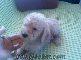 KÜÇÜK CİNS KÖPEK YAVRULARI POODLE KANİŞ