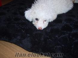 2, 5 aylık maltese terrier