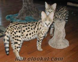 Bengal, Savana ve sae için Serval yavru kedi