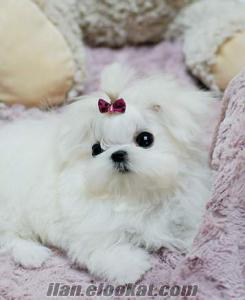 MALTESE TERRIER MICRO TEACUP ÖZEL YAVRU