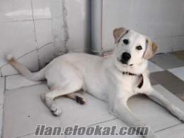 Bursada sahibinden 6 aylık beyaz Labrador kızımız satılık