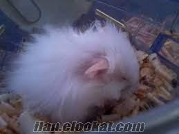 Kırşehirde suriye hamster