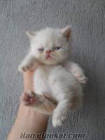 İran ve Exotic Shorthair bebekler