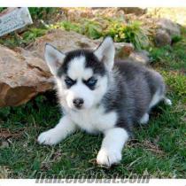 Güzel Sibirya husky yavru mavi gözlü ...