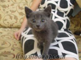 RUSSIAN BLUE YAVRU KEDİMİZ